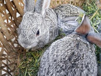 科乐美确定《合金装备：大师合集2》正在筹备中 具体内容待定